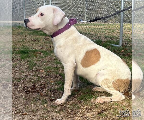 Medium Photo #3 Labrador Retriever-Unknown Mix Puppy For Sale in Washington, DC, USA