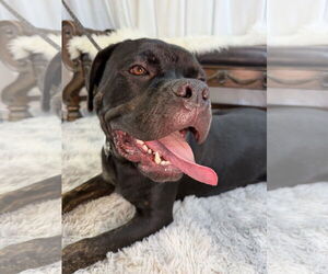 Mutt Dogs for adoption in Goodyear, AZ, USA