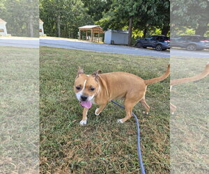 Miracle - Not at shelter (Amelia) - Female Mutt Dog for Adoption - Photo #5