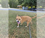 Small Photo #5 Mutt Puppy For Sale in Rustburg, VA, USA