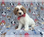 Small #1 Cavapoo