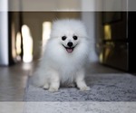 Small Photo #7 Pomeranian Puppy For Sale in WOOD DALE, IL, USA