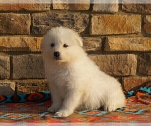 Samoyed Puppy for sale in FREDERICKSBURG, OH, USA