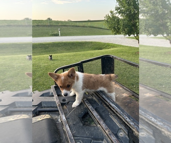 Medium Photo #23 Pembroke Welsh Corgi Puppy For Sale in DRAKESVILLE, IA, USA
