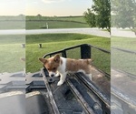 Small #6 Pembroke Welsh Corgi