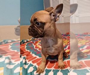 French Bulldog Puppy for sale in TAMPA, FL, USA