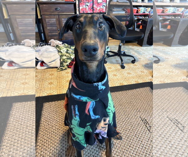 Medium Photo #3 Doberman Pinscher Puppy For Sale in Minneaoplis, MN, USA