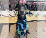 Small #2 Doberman Pinscher