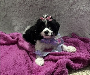 Cavapoo Puppy for sale in NAPERVILLE, IL, USA