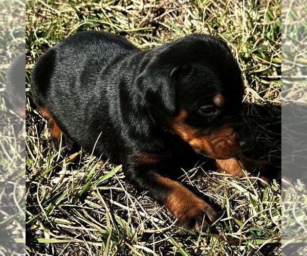 Medium Photo #1 Doberman Pinscher Puppy For Sale in MARYSVILLE, IN, USA