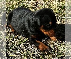 Doberman Pinscher Puppy for sale in MARYSVILLE, IN, USA
