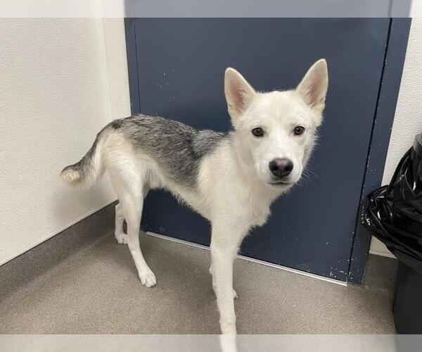 Medium Photo #1 Siberian Husky Puppy For Sale in HESPERIA, CA, USA