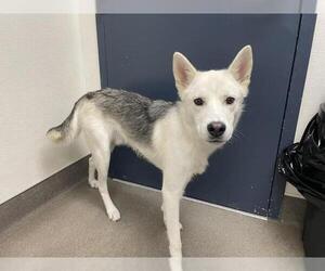 Siberian Husky Dogs for adoption in HESPERIA, CA, USA