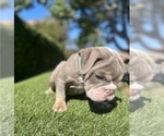 Small #1 English Bulldog