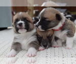Small Photo #29 Pembroke Welsh Corgi Puppy For Sale in SOULSBYVILLE, CA, USA