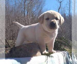 Labrador Retriever Puppy for sale in LINDEN, TN, USA