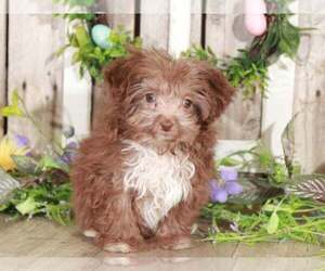 Aussie-Poo Puppy for sale in MOUNT VERNON, OH, USA