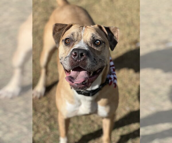Medium Photo #1 American Bulldog-American Staffordshire Terrier Mix Puppy For Sale in Phoenix, AZ, USA