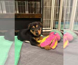 Australian Shepherd-Unknown Mix Dogs for adoption in Mechanicsburg, PA, USA