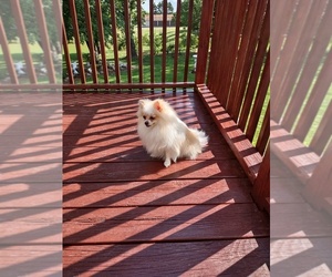 Pomeranian Puppy for sale in ROTHSCHILD, WI, USA