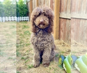 Mother of the Goldendoodle-Poodle (Standard) Mix puppies born on 08/14/2020