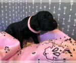 Small Photo #3 Poodle (Standard) Puppy For Sale in SIMPSONVILLE, SC, USA