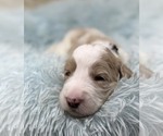 Small Photo #11 Goldendoodle Puppy For Sale in PIERSON, FL, USA
