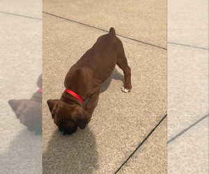 Boxer Puppy for Sale in APPLE CREEK, Ohio USA