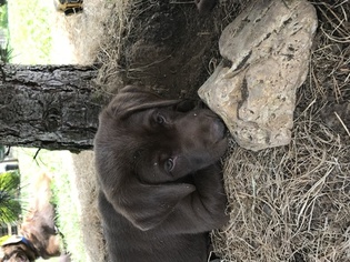Labrador Retriever Puppy for sale in ELKTON, OR, USA