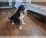 Small #6 Bernese Mountain Dog