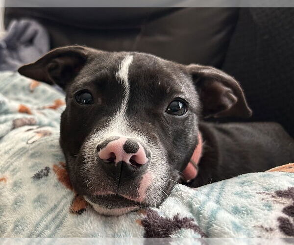 Medium Photo #1 Mutt Puppy For Sale in Mundelein, IL, USA