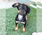 Small #1 Chiweenie