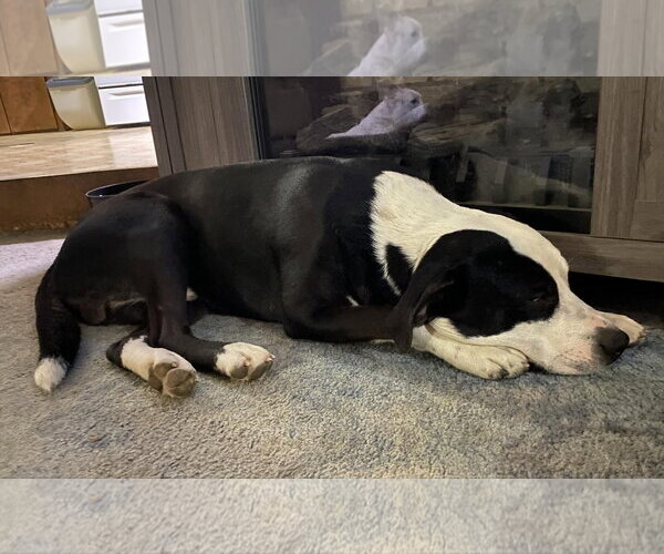 Medium Photo #6 American Pit Bull Terrier-Unknown Mix Puppy For Sale in Germantown, OH, USA