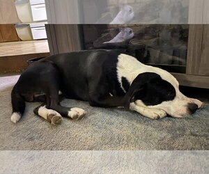 Farmer - Male American Pit Bull Terrier-Unknown Mix Dog for Adoption - Photo #6