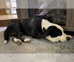 Small #5 American Pit Bull Terrier Mix