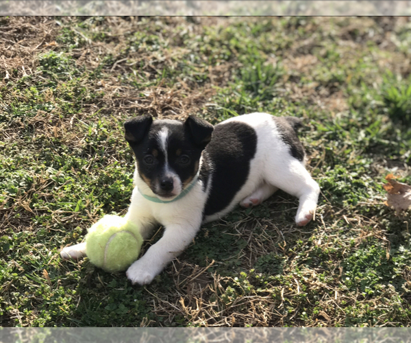 Medium Photo #5 Rat Terrier Puppy For Sale in BOWLING GREEN, KY, USA