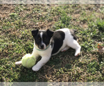 Small Photo #5 Rat Terrier Puppy For Sale in BOWLING GREEN, KY, USA