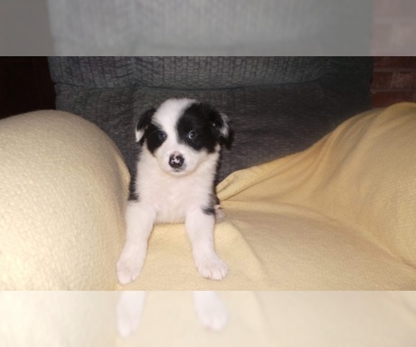 Medium Photo #29 Border Collie Puppy For Sale in AIKEN, SC, USA
