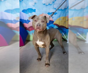 Mutt Dogs for adoption in Minneapolis, MN, USA