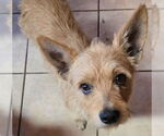 Small #3 Norfolk Terrier Mix