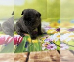 Small Photo #11 Pug Puppy For Sale in BRIDGEPORT, CT, USA