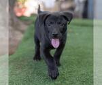 Small #4 Labrador Retriever Mix