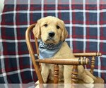 Small #1 Golden Retriever