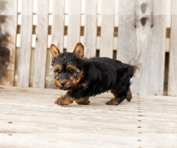 Medium Photo #2 Yorkshire Terrier Puppy For Sale in NAPPANEE, IN, USA