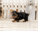 Small #1 Yorkshire Terrier