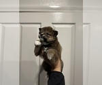 Small Photo #6 Shiba Inu Puppy For Sale in CHINO, CA, USA