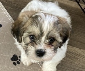 Zuchon Puppy for Sale in RUMSEY, Kentucky USA
