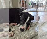 Small #2 Border Collie Mix