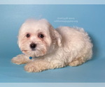 Small Photo #6 Maltipoo Puppy For Sale in BREA, CA, USA