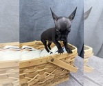 Small Photo #11 Chihuahua Puppy For Sale in SAINT AUGUSTINE, FL, USA